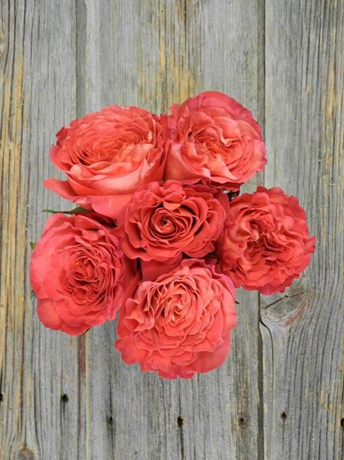 SUNSET ORANGE GARDEN ROSE